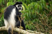 black and white colobus monkeys : 2014 Uganda